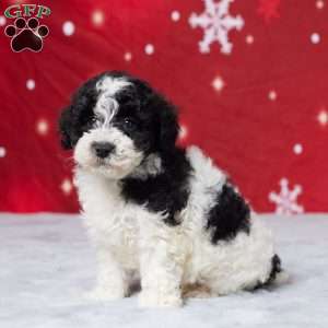 Kibbles, Miniature Poodle Puppy